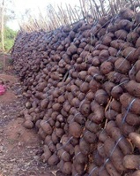 Conservation de l’igname avant la commercialisation