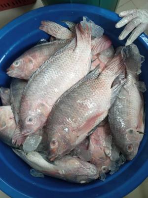 Carpes d'eau douce de Béoumi